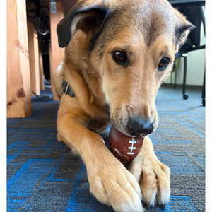 Fundraising Page: Kylie Novelly